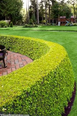 Golden Triumph Variegated Dwarf Boxwood - 3 Gallon Pot -Garden Plant Store buxus microphylla golden triumph boxwood hedge 2