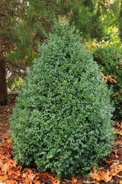 John Baldwin Pyramidal Boxwood - 3 Gallon Pot -Garden Plant Store buxus microphylla john baldwin boxwood 6