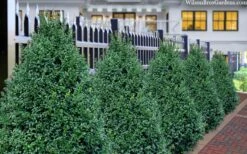 John Baldwin Pyramidal Boxwood - 3 Gallon Pot -Garden Plant Store buxus microphylla john baldwin boxwood 8
