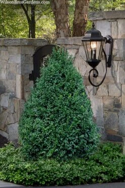 John Baldwin Pyramidal Boxwood - 3 Gallon Pot -Garden Plant Store buxus microphylla john baldwin boxwood 9