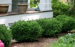 Little Missy Dwarf Boxwood - 5 Pack Of Quart Pots -Garden Plant Store buxus microphylla little missy dwarf boxwood 5