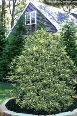 Golden Weeping Boxwood (Buxus Sempervirens 'Aurea Pendula') - 1 Gallon Pot -Garden Plant Store buxus sempervirens aurea pendula variegated weeping boxwood 3