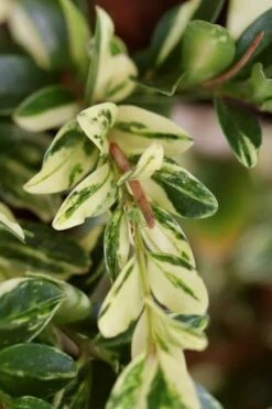 Golden Weeping Boxwood (Buxus Sempervirens 'Aurea Pendula') - 1 Gallon Pot