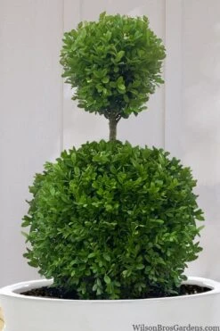 Dwarf English Boxwood Two-Ball Poodle Tier Topiary - 3 Gallon Pot -Garden Plant Store buxus sempervirens suffruticosa standard two ball topiary boxwood 10
