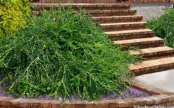 Unraveled Weeping Boxwood - 3 Gallon Pot -Garden Plant Store buxus sempervirens unraveled weeping boxwood 15