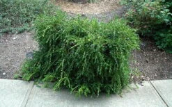 Unraveled Weeping Boxwood - 3 Gallon Pot -Garden Plant Store buxus sempervirens unraveled weeping boxwood 7