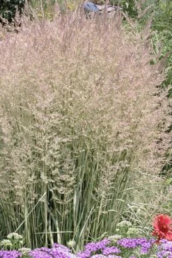 Avalanche Feather Reed Grass (Calamagrostis) - 3 Gallon Pot -Garden Plant Store calamagrostis x acutiflora avalanche feather reed grass 4