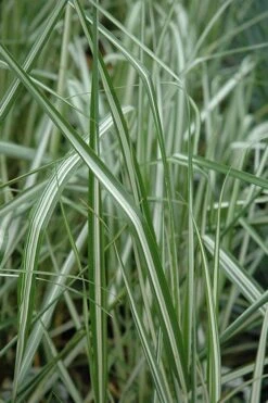 Avalanche Feather Reed Grass (Calamagrostis) - 3 Gallon Pot -Garden Plant Store calamagrostis x acutiflora avalanche feather reed grass 6