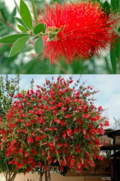 Red Cluster Bottlebrush Tree - 7 Gallon Pot -Garden Plant Store callistemon red cluster bottlebrush 102
