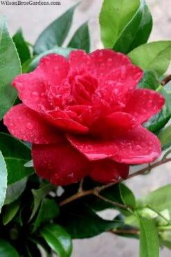 Altheaflora Camellia - 3 Gallon Pot 7 Altheaflora Camellia - 3 Gallon Pot -Garden Plant Store camellia altheaflora 1