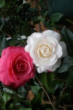April Dawn Cold Hardy Camellia Japonica - 1 Gallon Pot -Garden Plant Store camellia april dawn 21