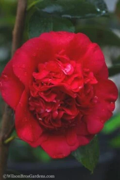 April Tryst Camellia Japonica - 7 Gallon Pot (3-4') -Garden Plant Store camellia april tryst 21