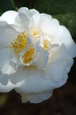 Cream Puff Fragrant Camellia - 3 Gallon Pot -Garden Plant Store camellia cream puff 2