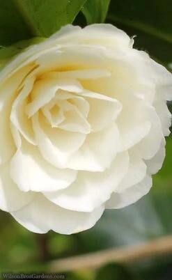 Dahlonega Camellia Japonica - 3 Gallon Pot -Garden Plant Store camellia dahlonega 3