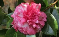 Sacred Dance Camellia Japonica 'Daikagura' - 3 Gallon Pot -Garden Plant Store camellia daikagura 20