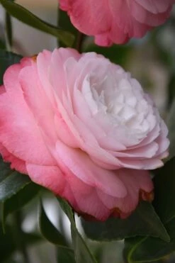 Desire Camellia Japonica - 1 Gallon Pot