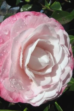 Desire Camellia Japonica - 1 Gallon Pot -Garden Plant Store camellia desire 2