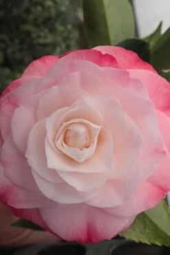 Desire Camellia Japonica - 1 Gallon Pot -Garden Plant Store camellia desire 3