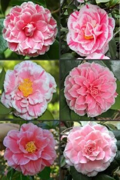 Brilliant Gem Fragrant Camellia Japonica - Herme - 3 Gallon Pot -Garden Plant Store camellia herrmes 1