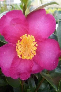 Hiryu Camellia Sasanqua - 3 Gallon Pot -Garden Plant Store camellia hiryu 2
