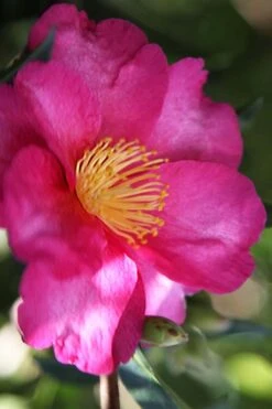 Hiryu Camellia Sasanqua - 3 Gallon Pot -Garden Plant Store camellia hiryu 3