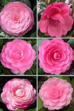 E.G. Waterhouse Camellia - Williamsii Hybrid - 1 Gallon Pot -Garden Plant Store camellia japonica e g waterhouse 21 1