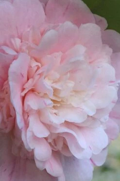 Thompsonii Camellia Japonica - 1 Gallon Pot -Garden Plant Store camellia japonica thompsonii 2