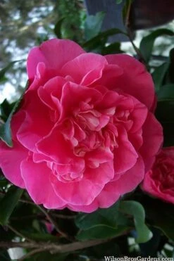Marie Bracey Camellia Japonica - 3 Gallon Pot -Garden Plant Store camellia marie bracey 100