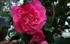 Marie Bracey Camellia Japonica - 3 Gallon Pot -Garden Plant Store camellia marie bracey 6
