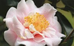 Moonlight Bay Camellia Japonica - 3 Gallon Pot -Garden Plant Store camellia moonlight bay 3