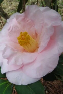 Moonlight Bay Camellia Japonica - 3 Gallon Pot -Garden Plant Store camellia moonlight bay 5
