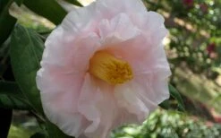 Moonlight Bay Camellia Japonica - 3 Gallon Pot -Garden Plant Store camellia moonlight bay 6