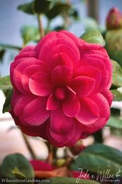 Purple Dawn Camellia Japonica - 1 Gallon Pot -Garden Plant Store camellia purple dawn jw 1 1