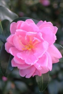 Sagamio Wabisuke Camellia - 3 Gallon Pot -Garden Plant Store camellia sagamio wabisuki 1