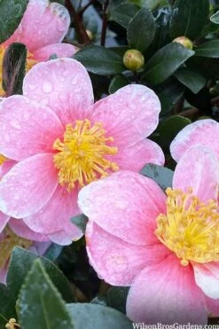 Maggie's Pink Camellia - 3 Gallon Pot -Garden Plant Store camellia sasanqua maggies pink 3