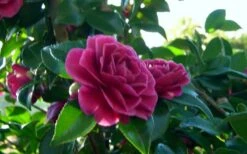 Purple Haze Camellia - 1 Gallon Pot -Garden Plant Store camellia sasanqua purple haze 2