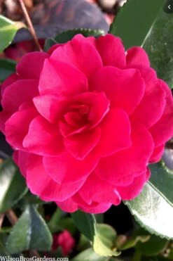 Purple Haze Camellia - 1 Gallon Pot -Garden Plant Store camellia sasanqua purple haze 4