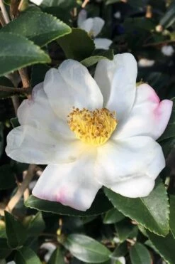 Survivor Cold Hardy White Camellia - 3 Gallon Pot 7 Survivor Cold Hardy White Camellia - 3 Gallon Pot -Garden Plant Store camellia sasanqua sweet october 3