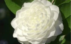 Sea Foam White Camellia Japonica - 1 Gallon Pot -Garden Plant Store camellia sea foam 3
