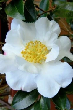 Setsugekka Fragrant Camellia Sasanqua - 7 Gallon Pot -Garden Plant Store camellia setsugekka 3 1