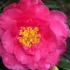 Shishi Gashira Dwarf Camellia Sasanqua - 2 Gallon Pot