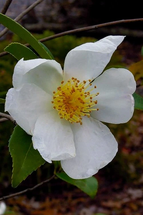 Survivor Cold Hardy White Camellia - 3 Gallon Pot 1 Survivor Cold Hardy White Camellia - 3 Gallon Pot