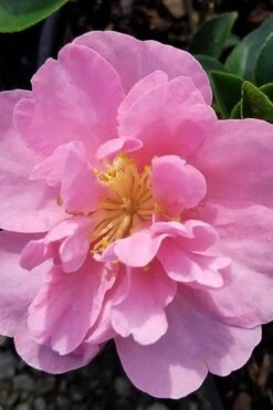Taylors Perfection Pink Camellia Hybrid - 3 Gallon Pot -Garden Plant Store camellia taylors perfection 5