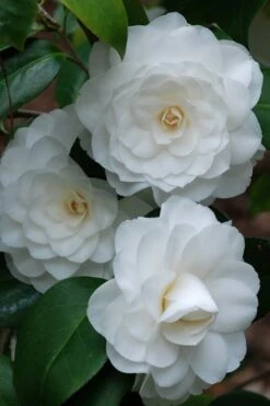 White By The Gate Camellia Japonica - 7 Gallon Pot -Garden Plant Store camellia white by the gate 1