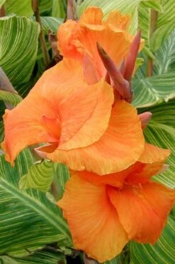 Bengal Tiger Canna Lily - 1 Gallon Pot -Garden Plant Store canna pretoria bengal tiger 1
