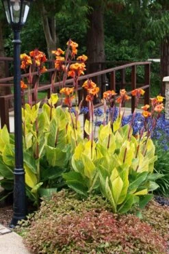 Bengal Tiger Canna Lily - 1 Gallon Pot -Garden Plant Store canna pretoria bengal tiger 12
