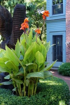 Bengal Tiger Canna Lily - 1 Gallon Pot -Garden Plant Store canna pretoria bengal tiger 2