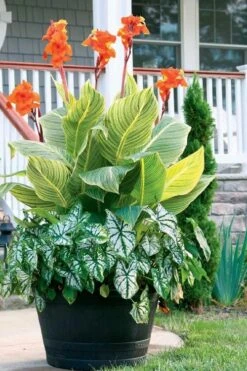 Bengal Tiger Canna Lily - 1 Gallon Pot -Garden Plant Store canna pretoria bengal tiger 4