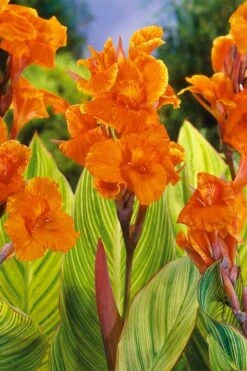 Bengal Tiger Canna Lily - 1 Gallon Pot -Garden Plant Store canna pretoria bengal tiger 8