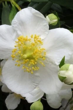 Elizabeth Bush Anemone (Carpentaria Californica) - 5 Gallon Pot -Garden Plant Store carpentaria californica elizabeth bush anemone 1